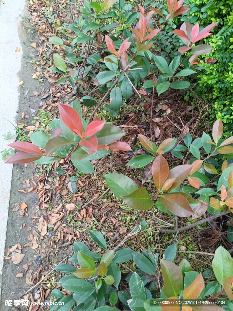 路边多彩灌木植物景观