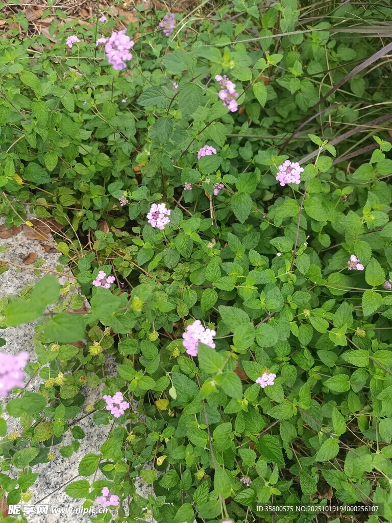 草丛中的粉色小花