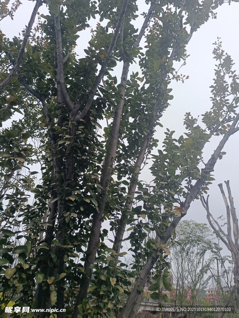 雾中葱郁树木景观