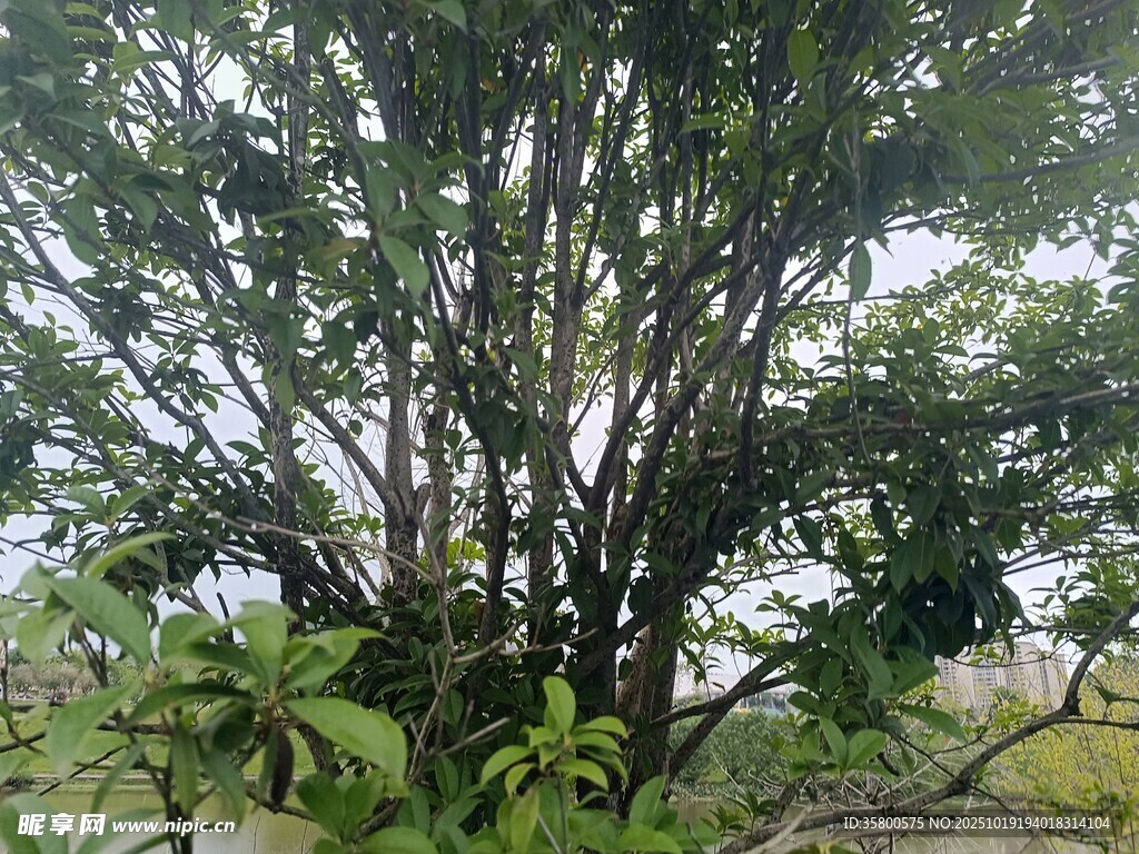 繁茂树木与周边绿植景观