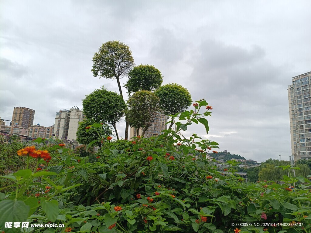 城市中造型独特的绿植景观
