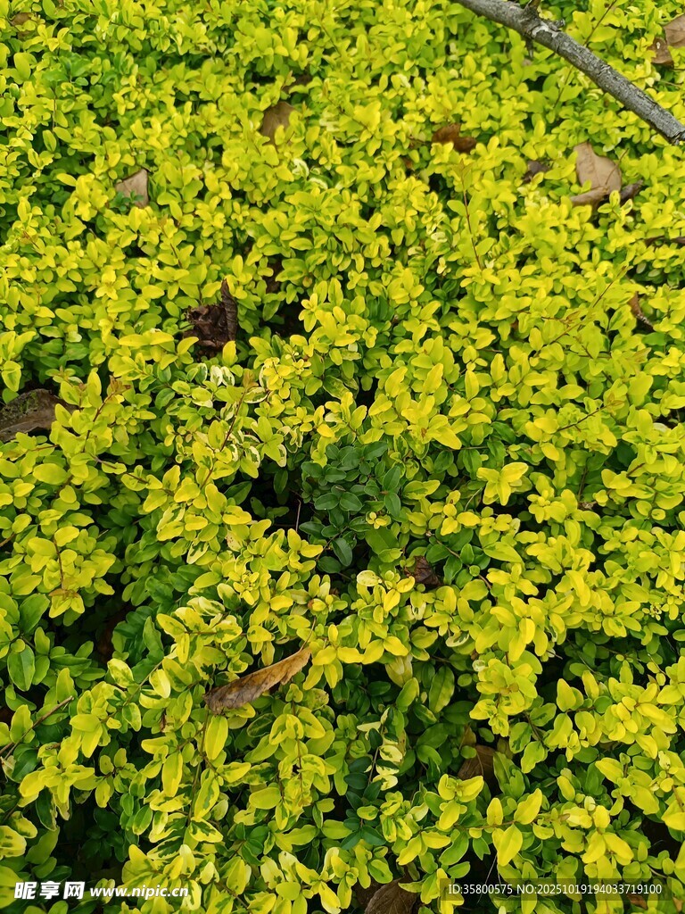 金黄繁茂的低矮绿植景观