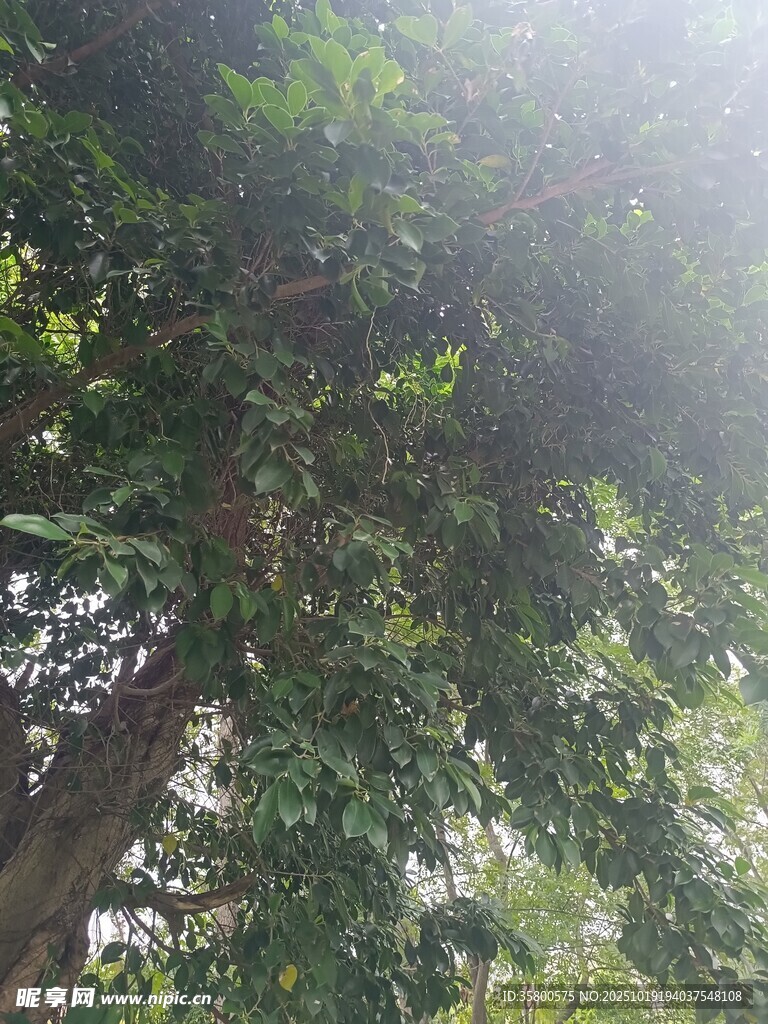 阳光洒落茂密绿树间