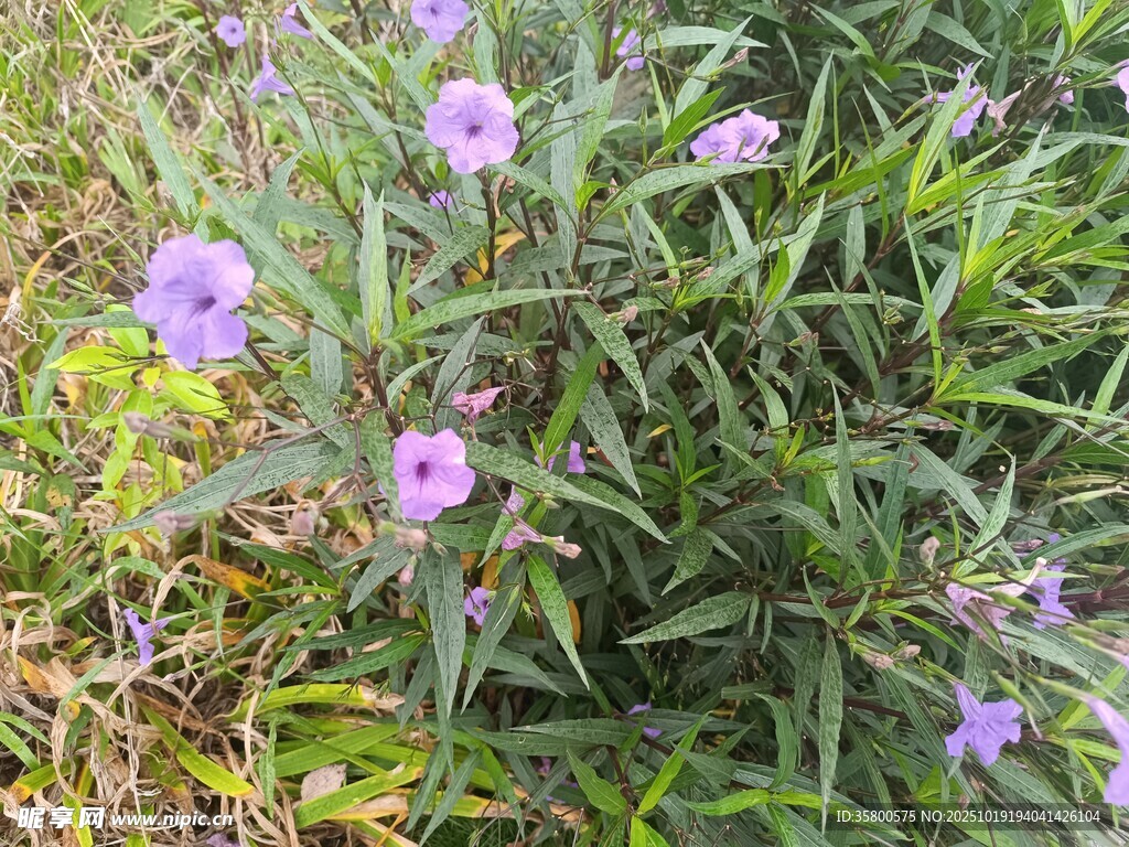紫色小花绽放于草丛间