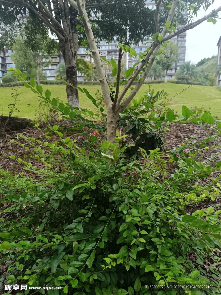 户外绿植景观特写