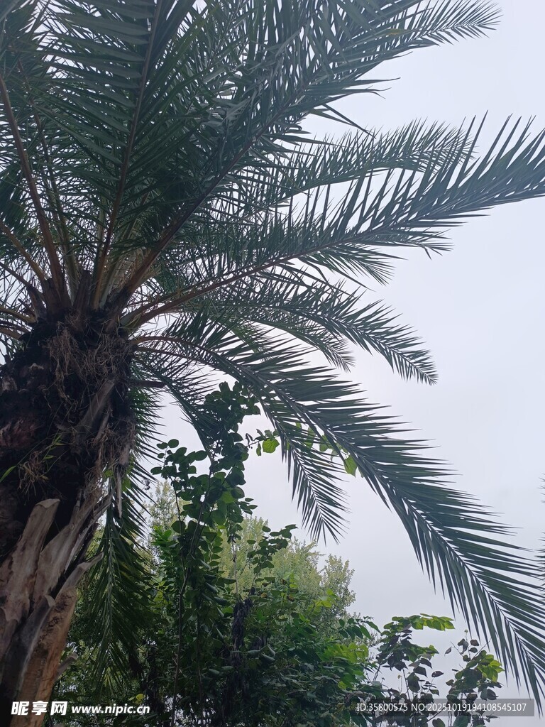 高大棕榈树 