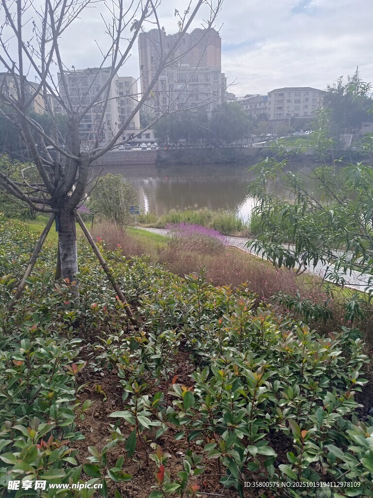 城郊河畔绿植景观