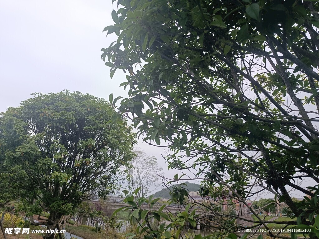 绿意盎然的树木景观