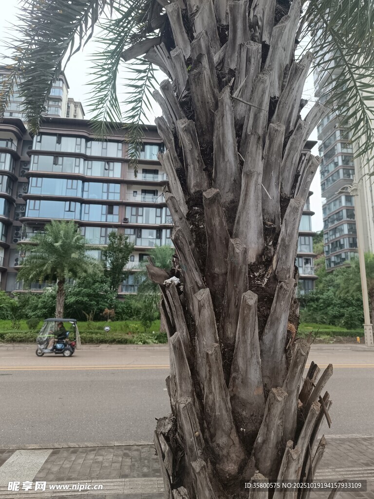 树干特写与背景建筑景观