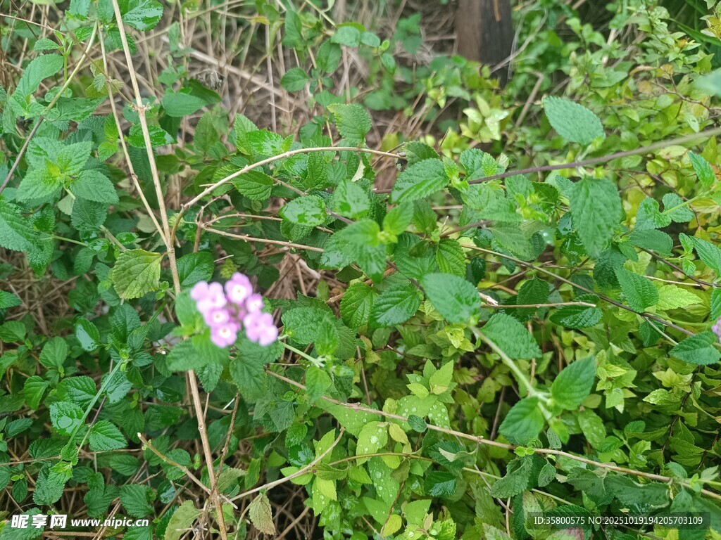 绿叶丛中的粉色小花