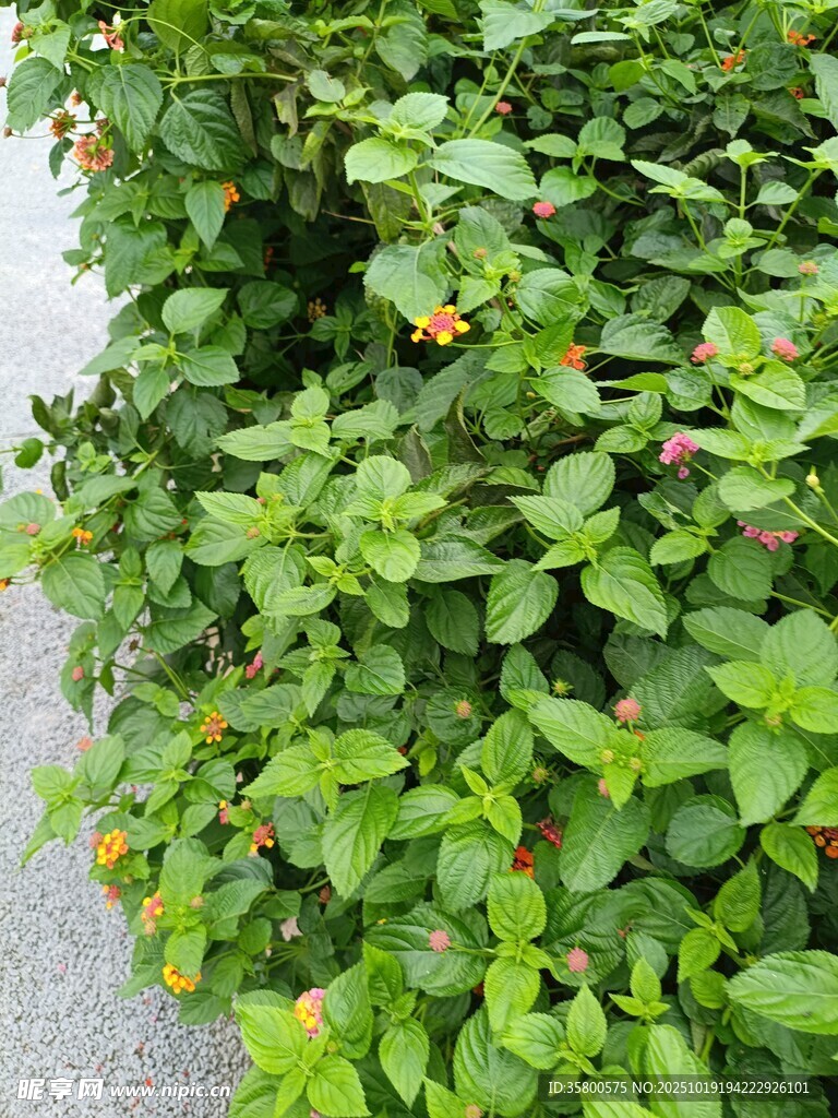 路边翠绿繁茂的植物