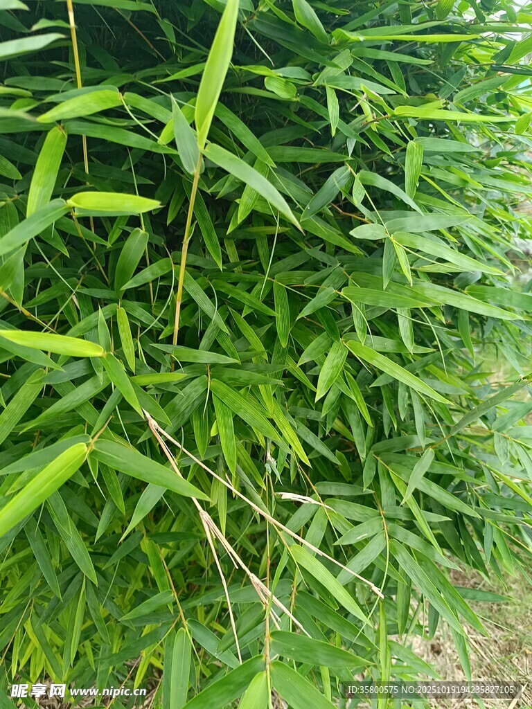 翠绿竹林景致