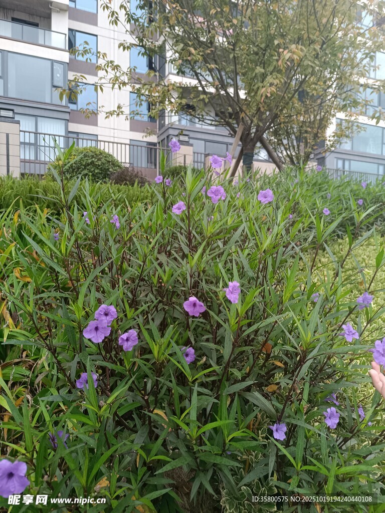 草丛中的紫色小花绽放
