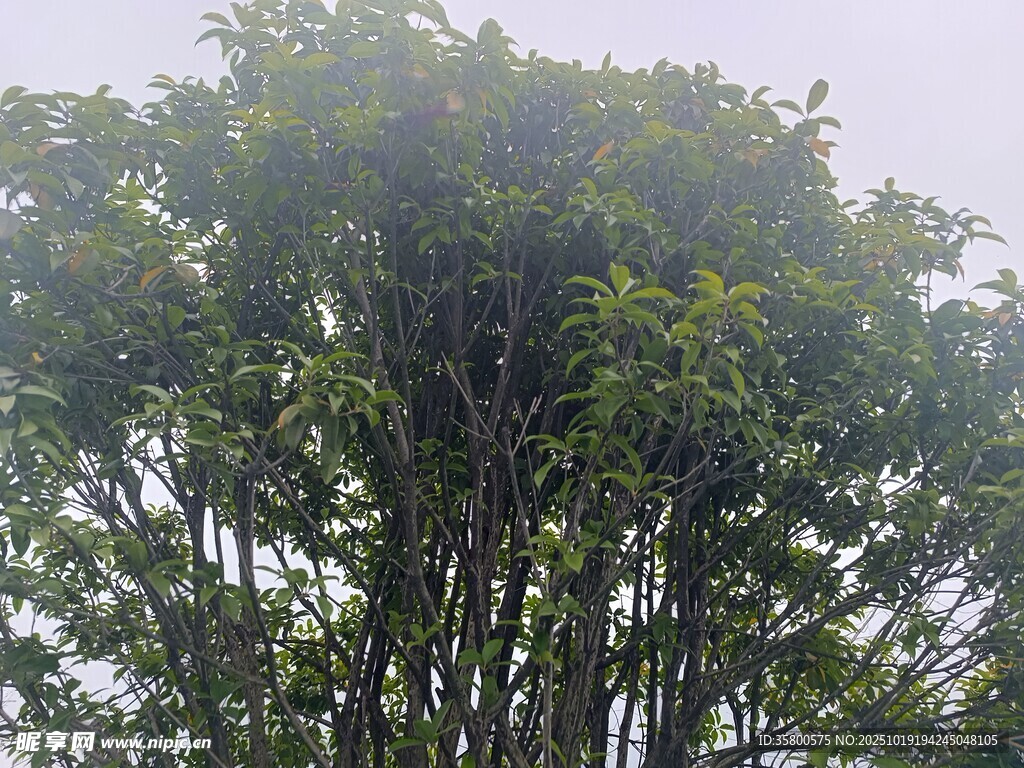 茂密绿树展现自然生机