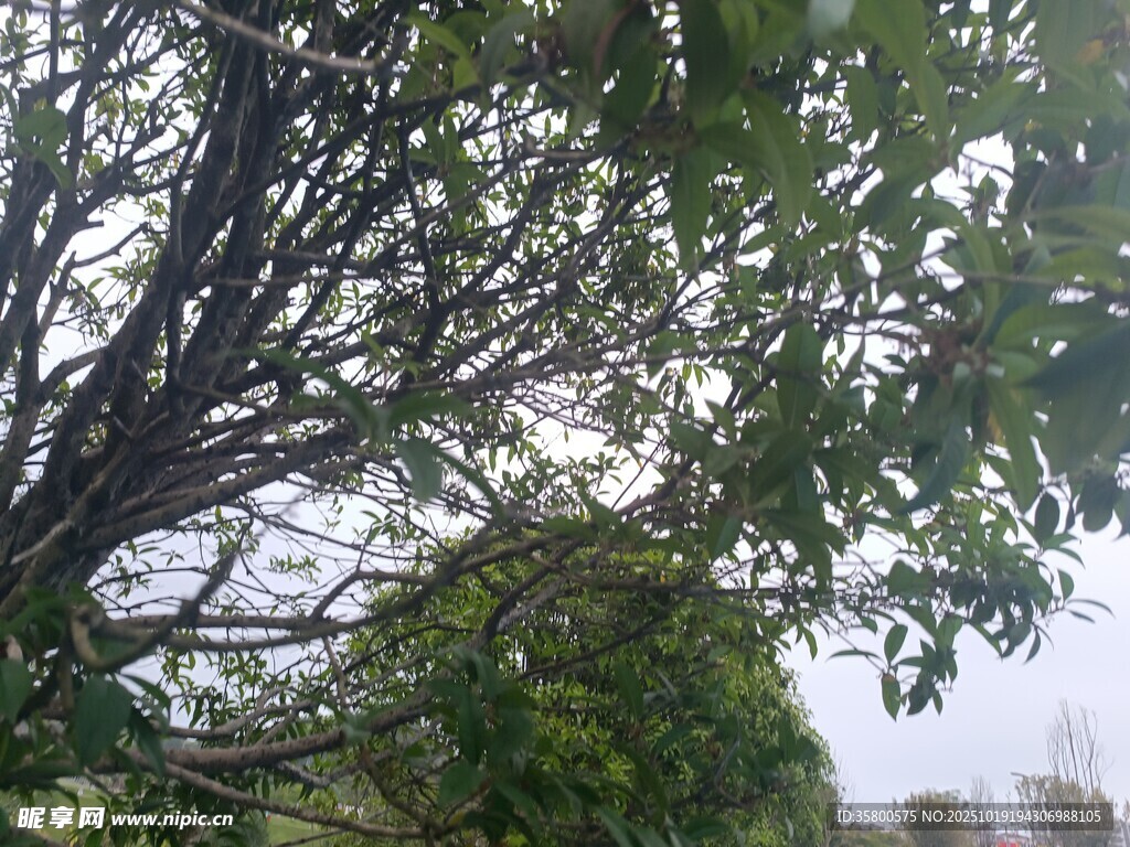 繁茂大树 