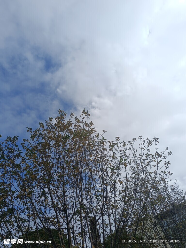 蓝天白云下的树木景观