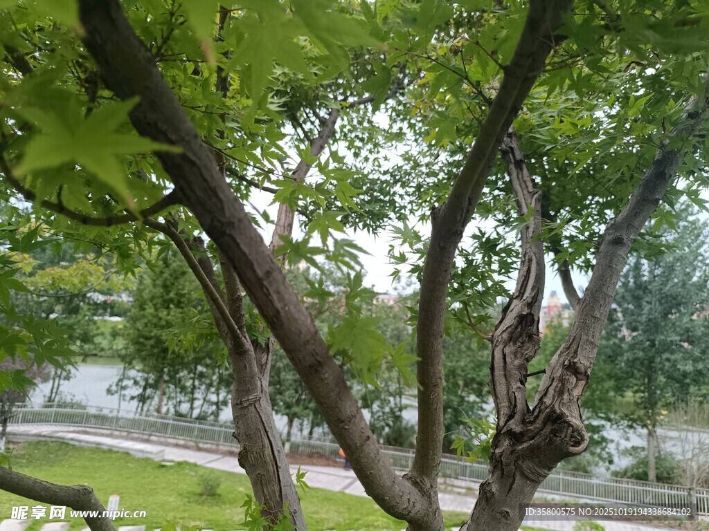 树枝上的绿叶与背景风景