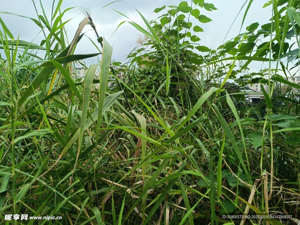 野外茂盛的绿色植物