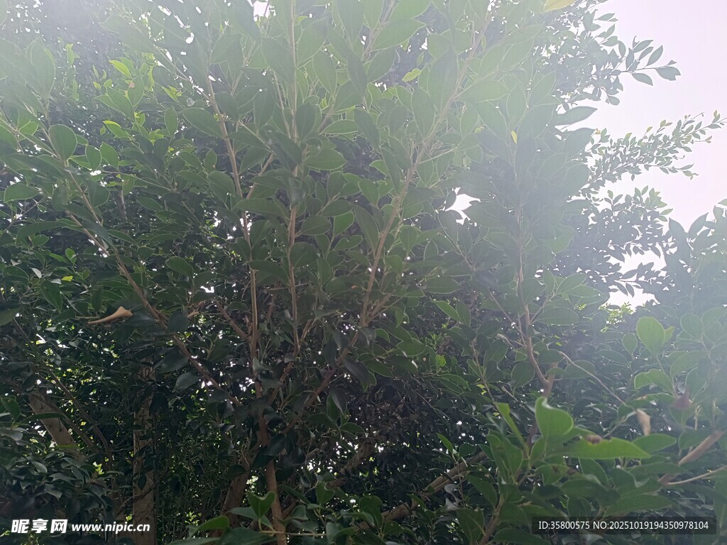茂密丛林中的繁茂绿植
