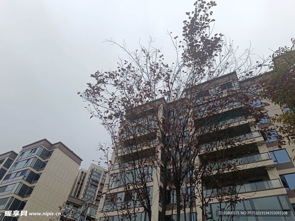 城市中高楼旁的树木景观