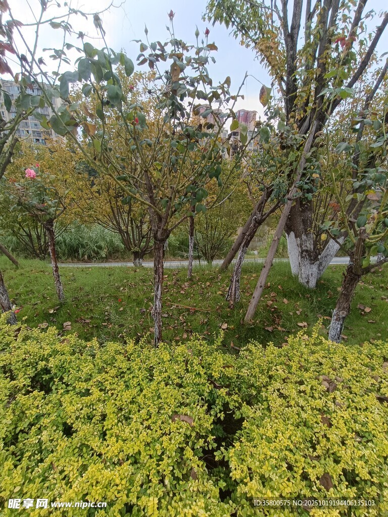 绿意盎然的户外植物景观