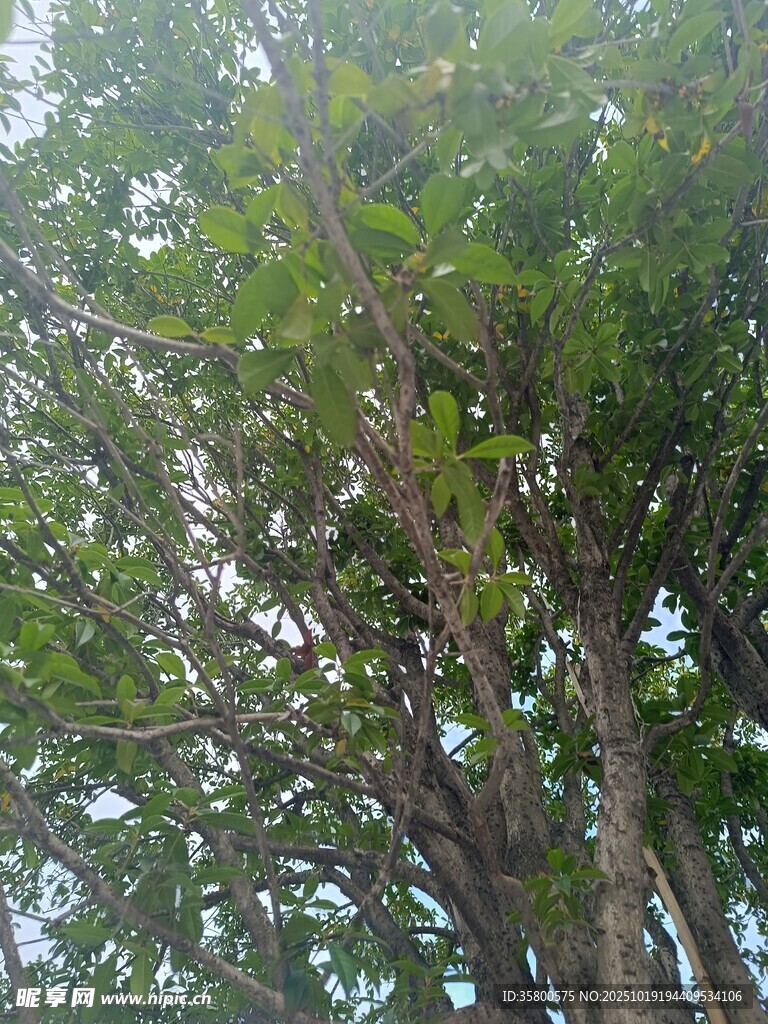 茂密绿树 