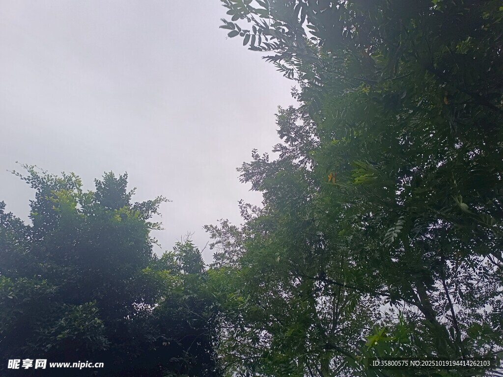林间树梢 
