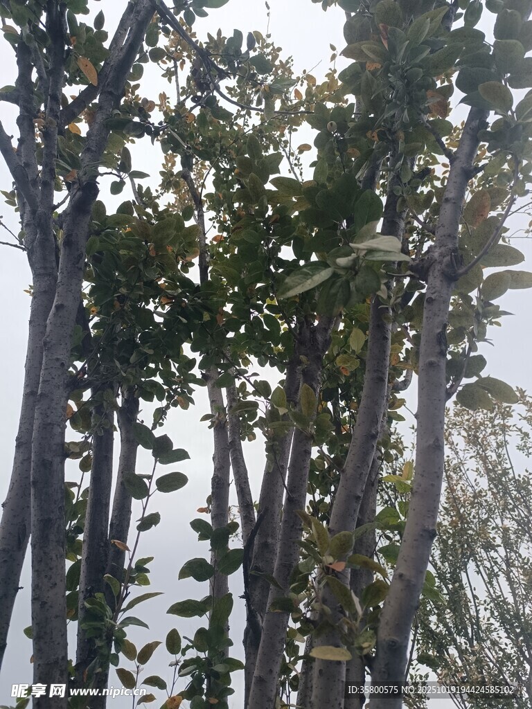 高大树木群 