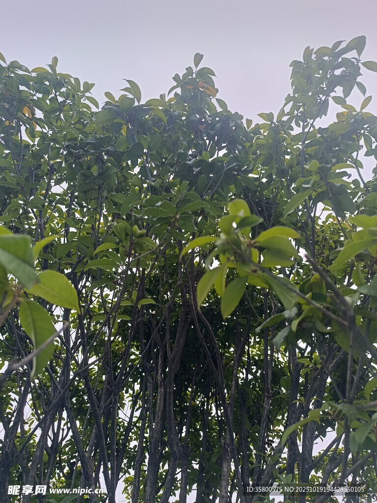 繁茂绿树 