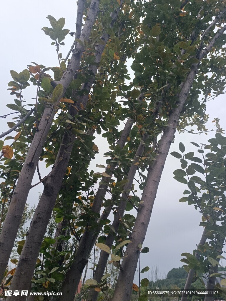 高大树木枝叶繁茂景象