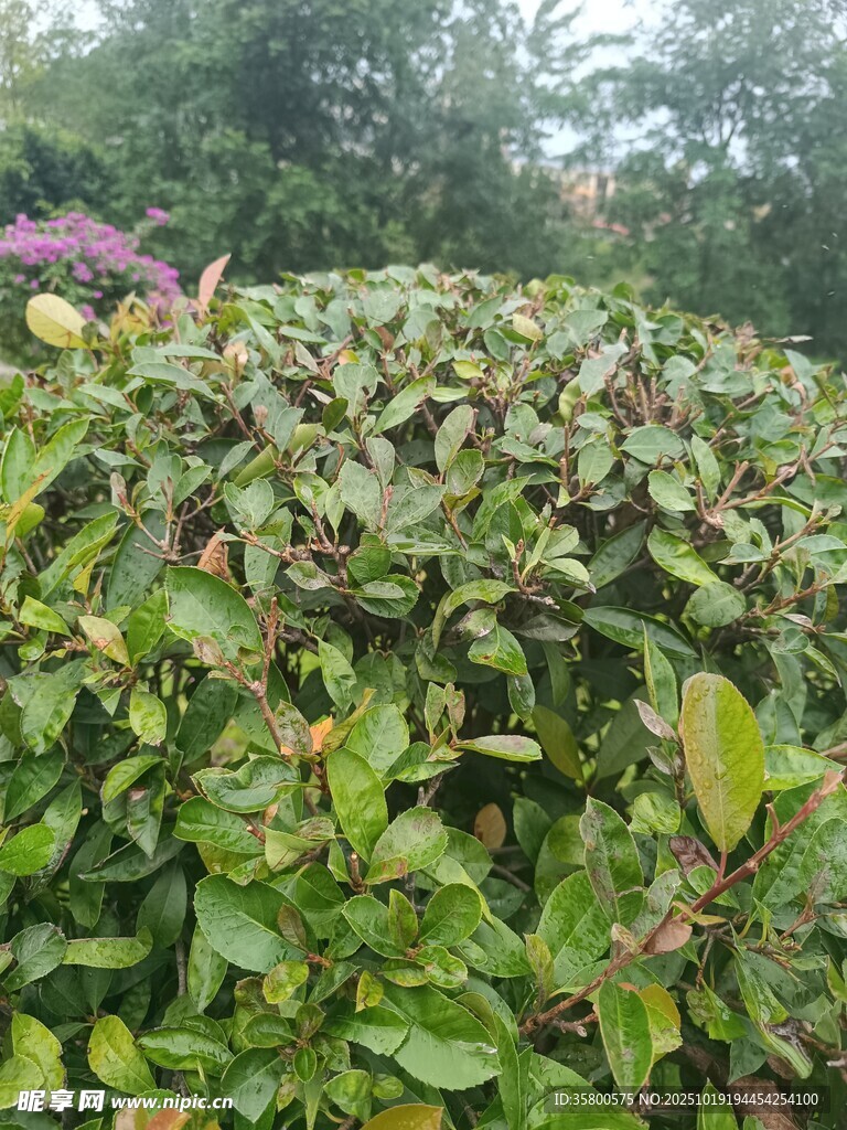 绿叶繁茂的植物景观