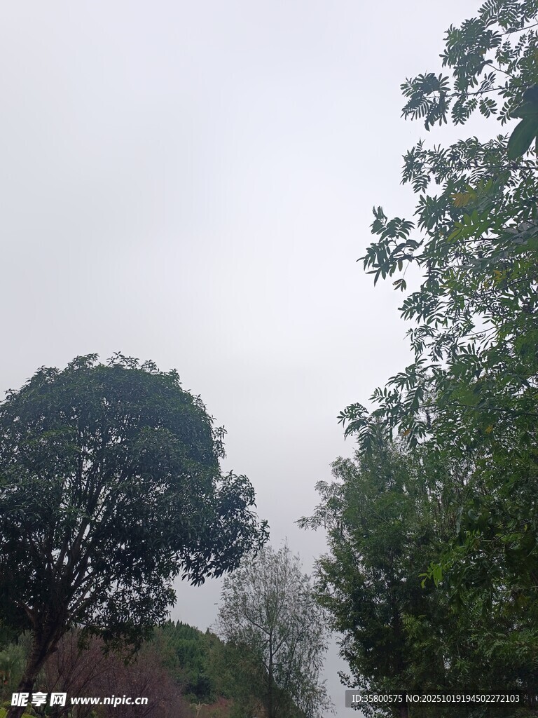 户外树木景观