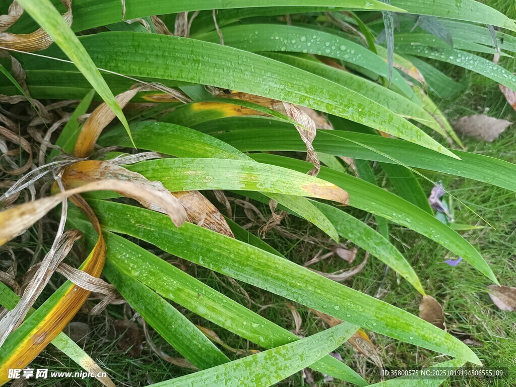 翠绿细长叶片植物特写
