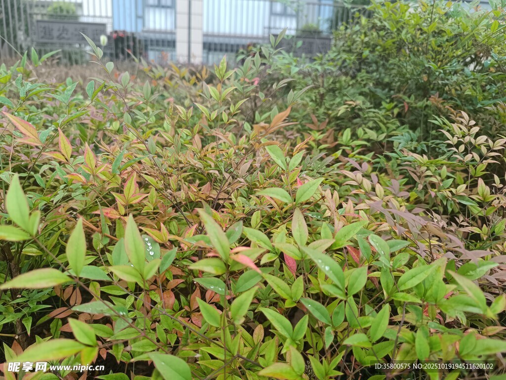 户外繁茂绿植景观
