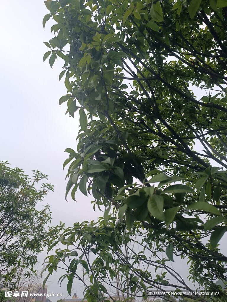 雾中枝叶繁茂的树木