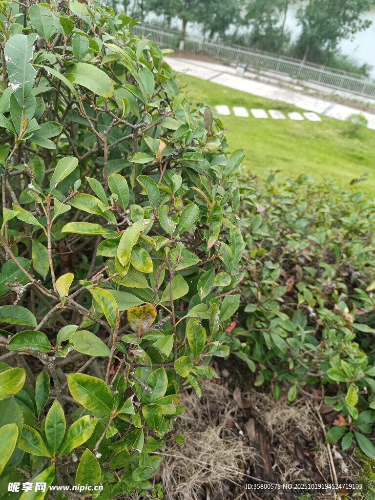 绿叶繁茂的植物景观