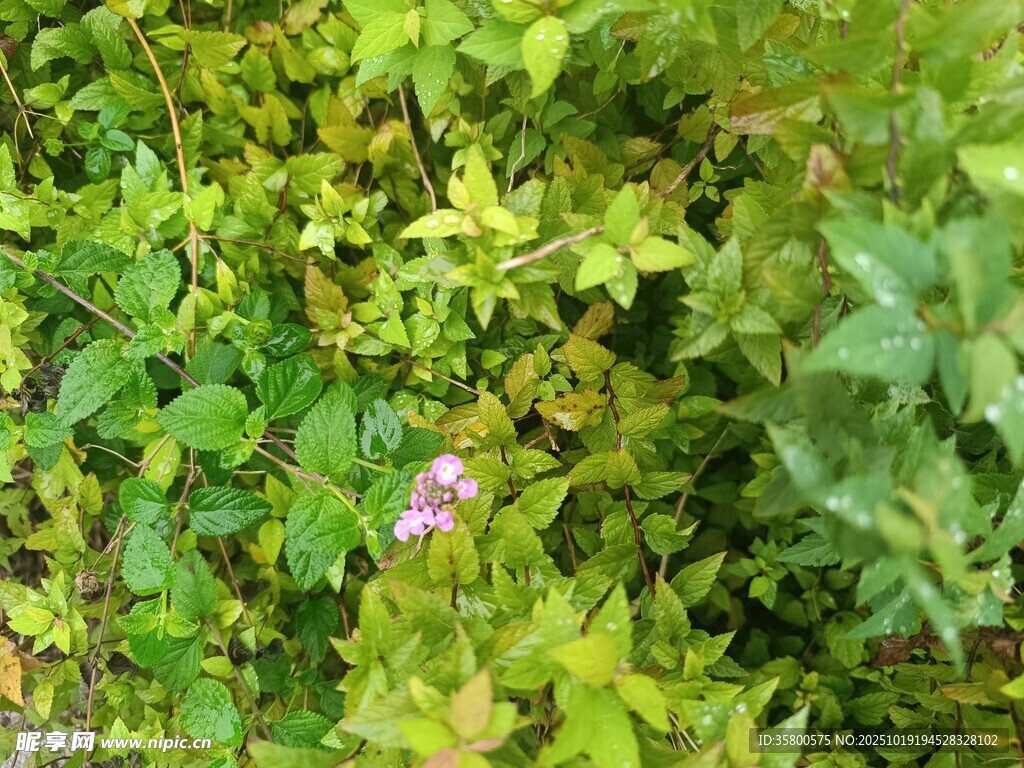 绿叶丛中的紫色小花