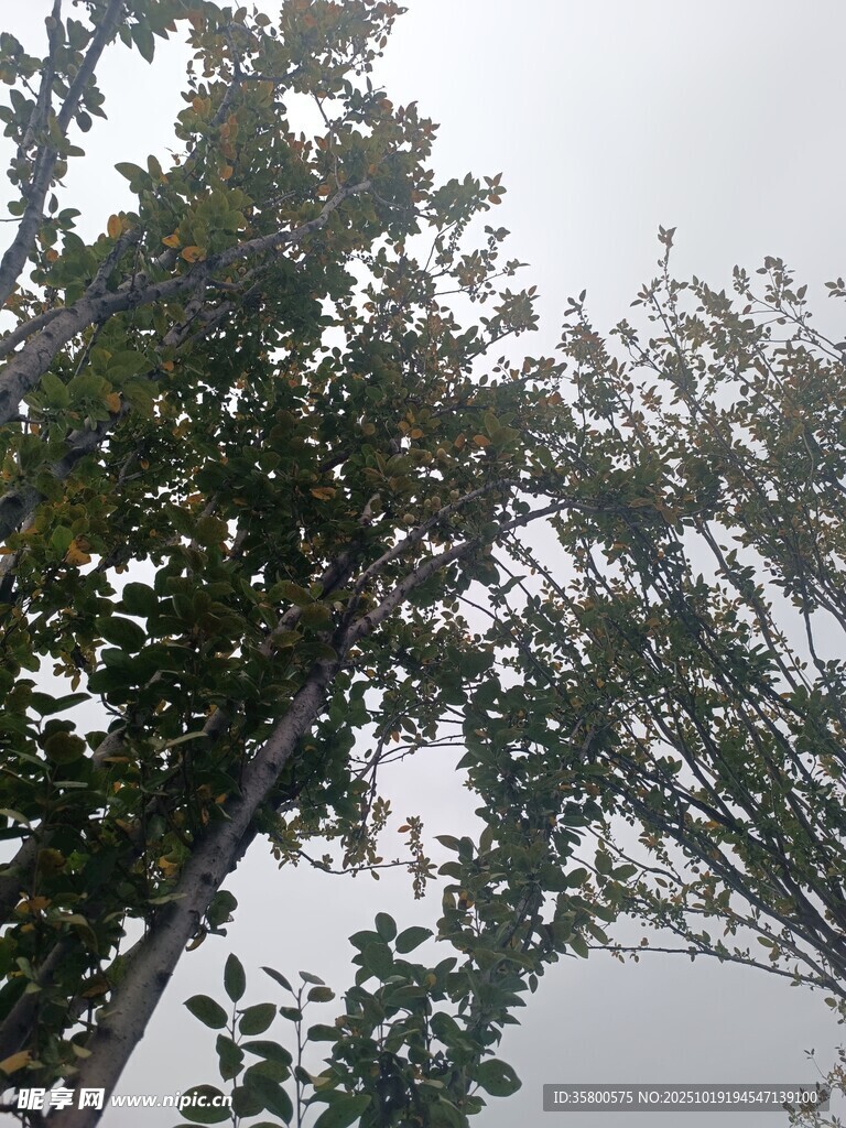 仰视茂盛树木景观