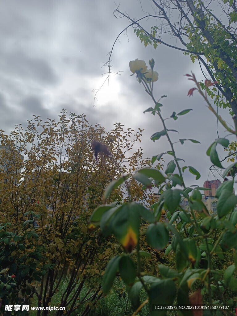 阴天下的繁茂植物景观