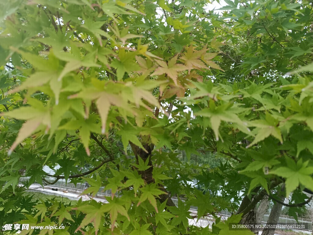 绿叶间的斑斓枫叶