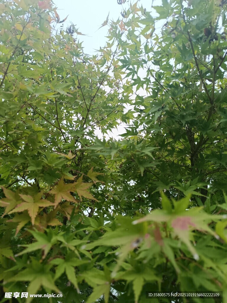 繁茂绿树间的多彩叶片