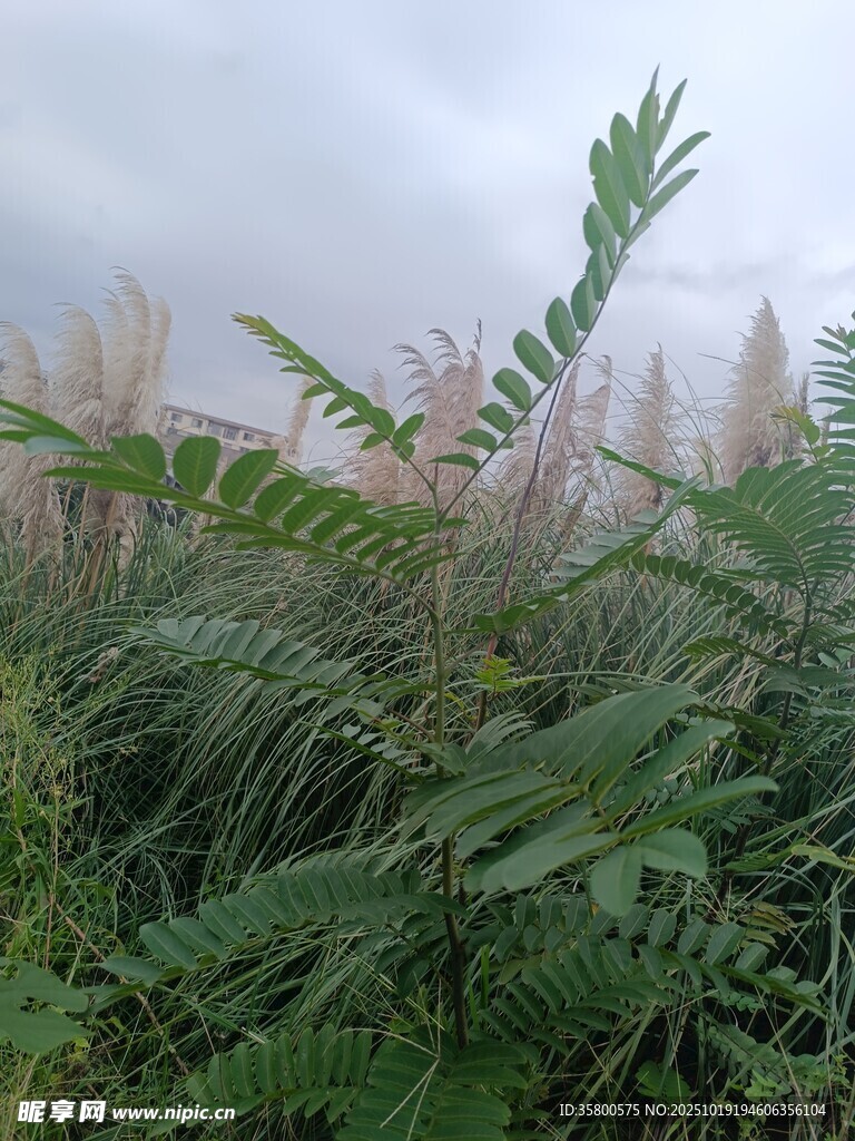 野外繁茂的绿植与芦苇