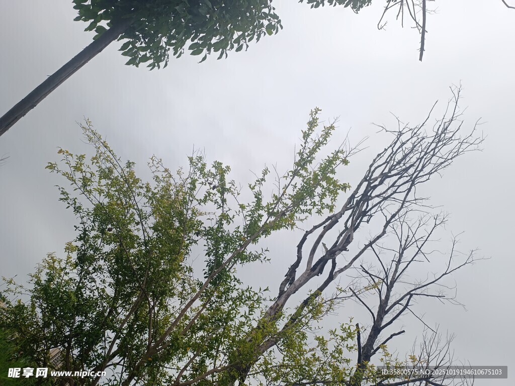 枯树与绿树交织的天空