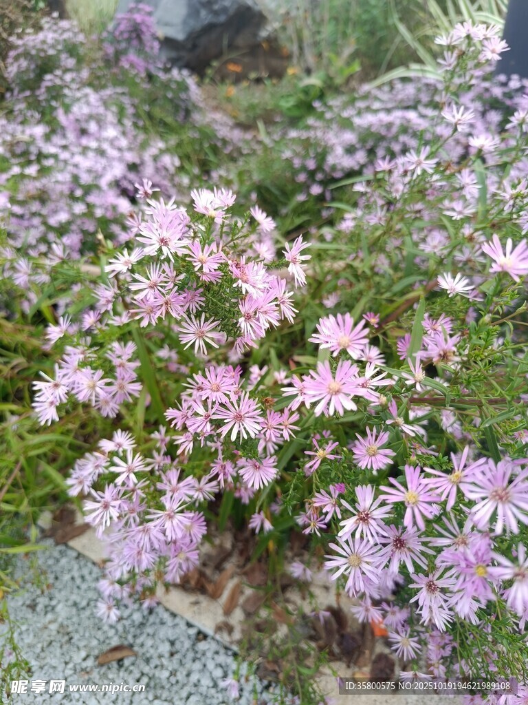 粉色小花绽放绿意间
