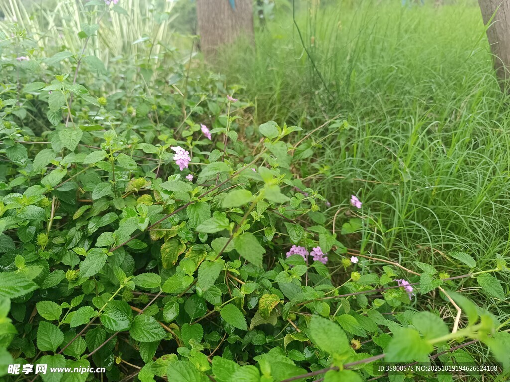 绿意盎然的野外植物景观