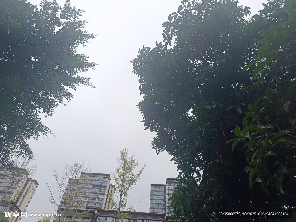 绿树掩映下的城市建筑