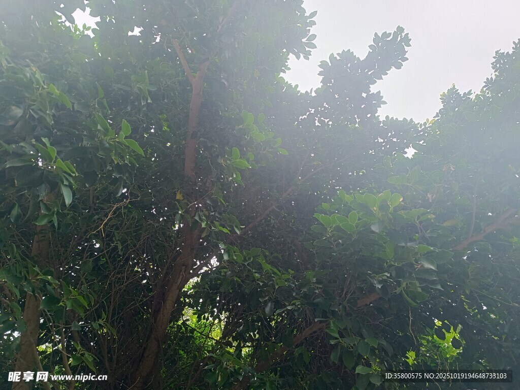 茂密树林中的树木景观