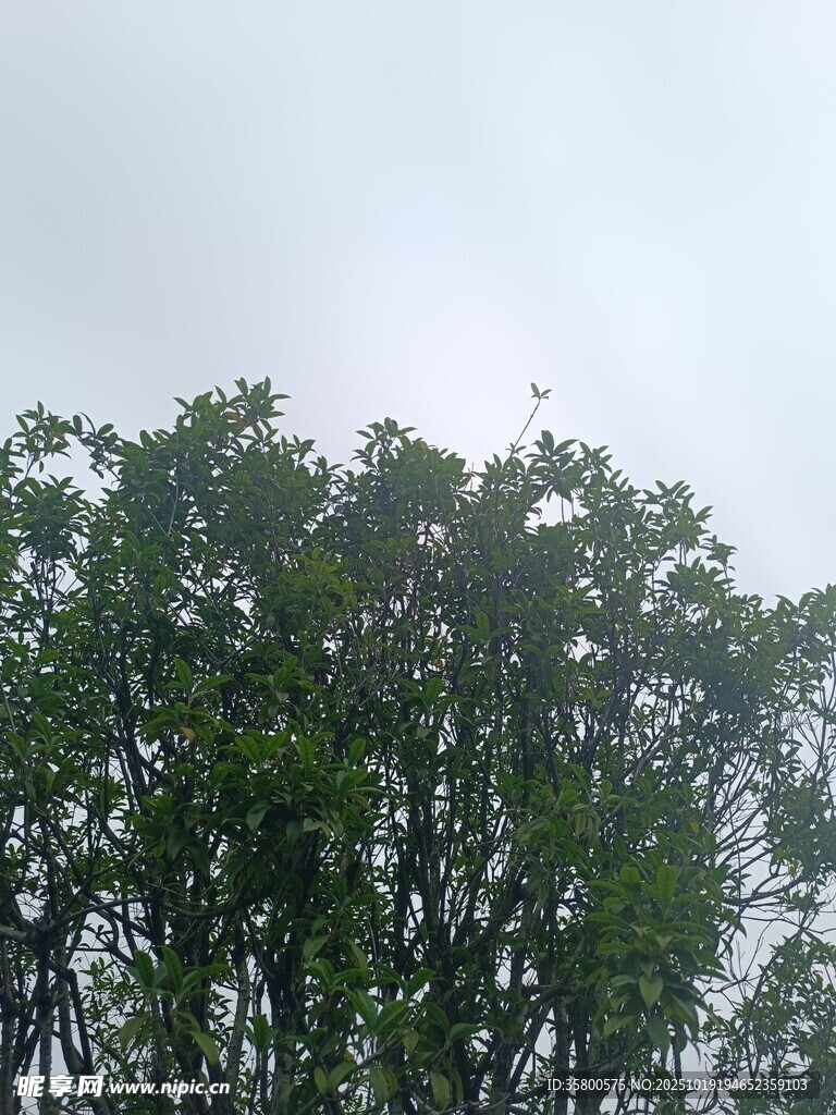 树梢上的天空与繁茂枝叶