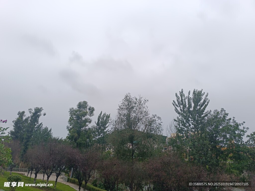 阴天的户外树林景观
