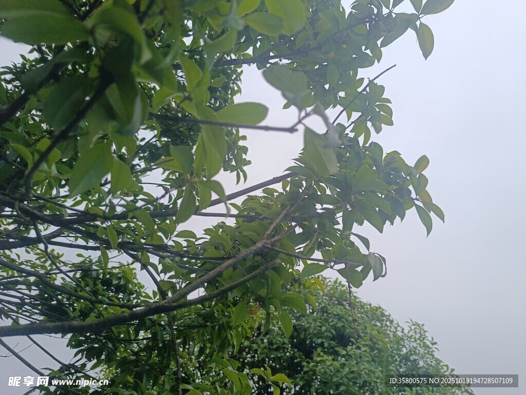 绿叶繁茂的树梢景象